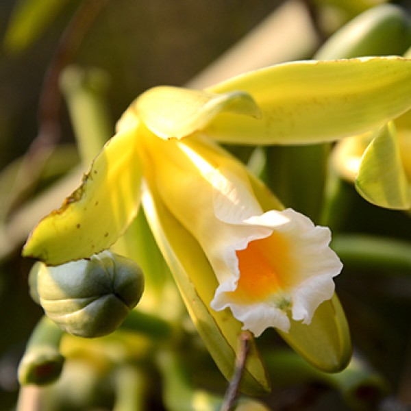 Neroli si Orhidee